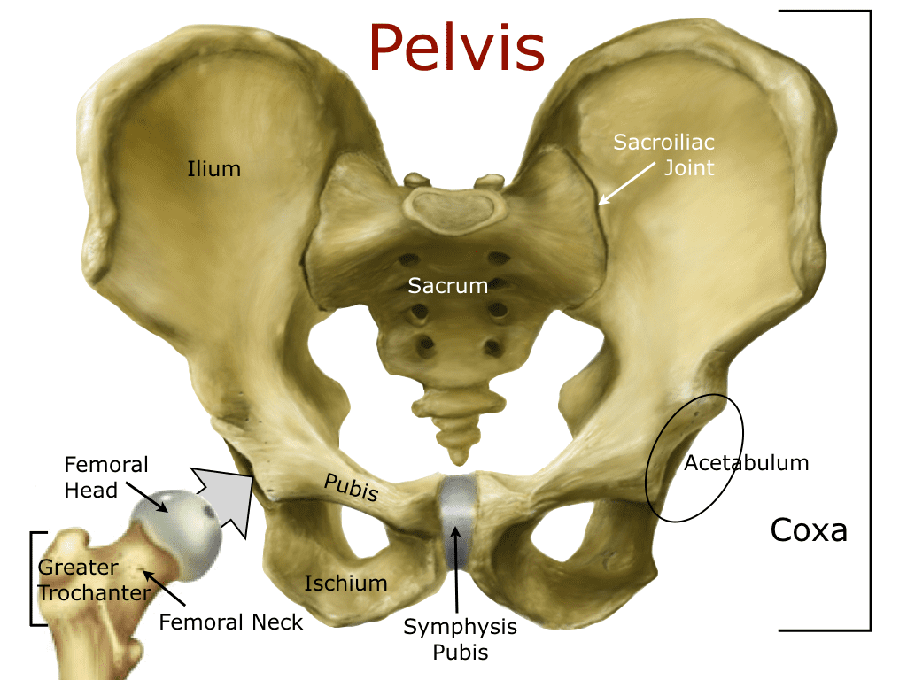 Huesos De La Pelvis Humana